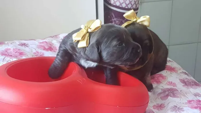 Cachorro ra a SRD idade Abaixo de 2 meses nome Filhotinhos
