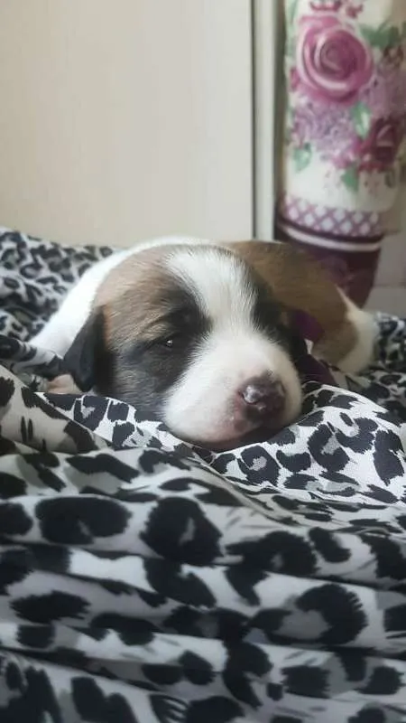 Cachorro ra a SRD idade Abaixo de 2 meses nome Filhotinhos