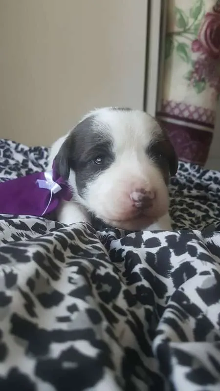 Cachorro ra a SRD idade Abaixo de 2 meses nome Filhotinhos