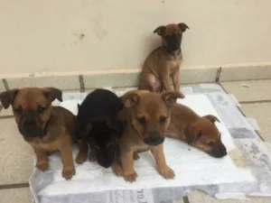 Cachorro raça SRD idade 2 a 6 meses nome Sem nome