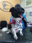 Chiqueinha