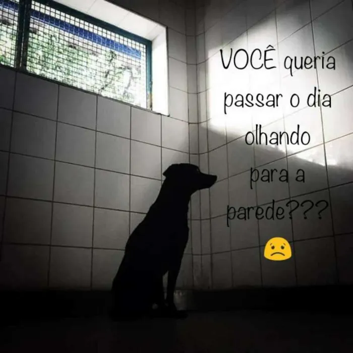 Cachorro ra a SRD idade 5 anos nome Floquinho