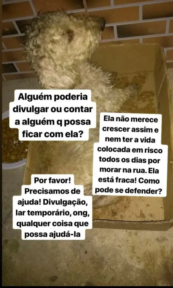 Cachorro raça Poodle idade 7 a 11 meses nome Estou chamando de br