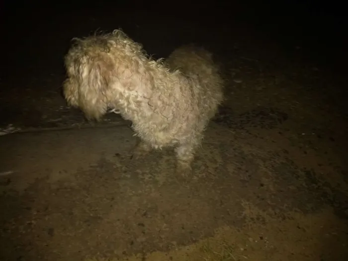 Cachorro raça Poodle idade 7 a 11 meses nome Estou chamando de br