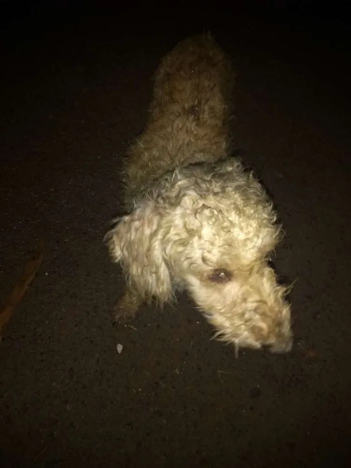 Cachorro raça Poodle idade 7 a 11 meses nome Estou chamando de br
