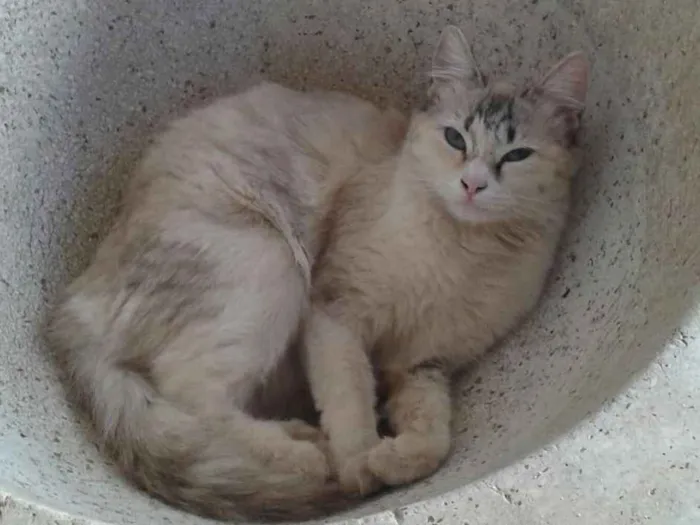 Gato ra a Vira Lata idade 7 a 11 meses nome Mia