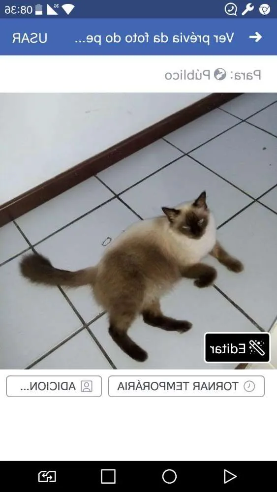 Gato ra a Siamês  idade 3 anos nome Danny