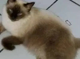 Gato ra a Siamês  idade 3 anos nome Danny