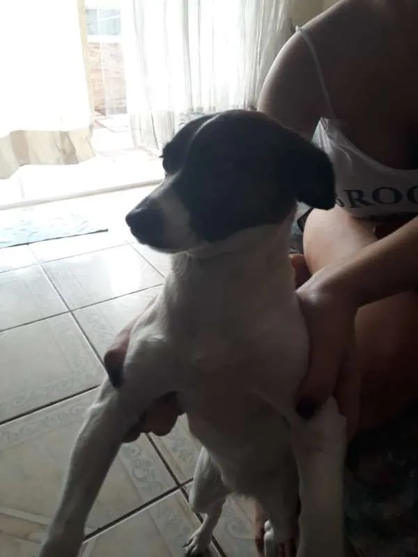 Cachorro ra a jack russel terrier idade 2 anos nome Adalia