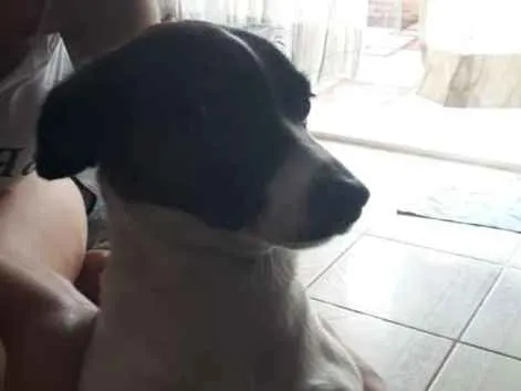 Cachorro ra a jack russel terrier idade 2 anos nome Adalia