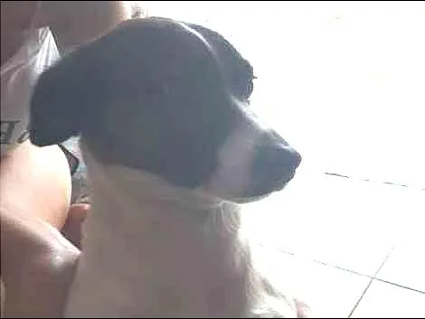 Cachorro ra a jack russel terrier idade 2 anos nome Adalia