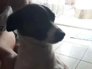 Cachorro raça jack russel terrier idade 2 anos nome Adalia