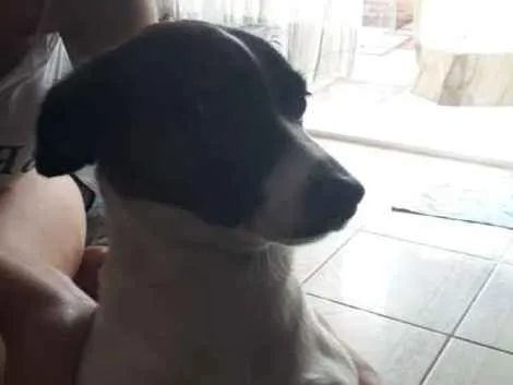 Cachorro ra a jack russel terrier idade 2 anos nome Adalia