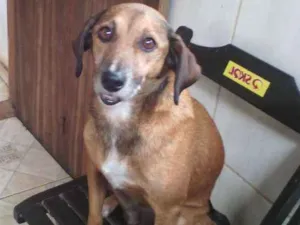 Cachorro raça SRD idade 2 anos nome Teco