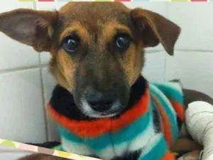 Cachorro raça SRD idade 2 a 6 meses nome Joaquim