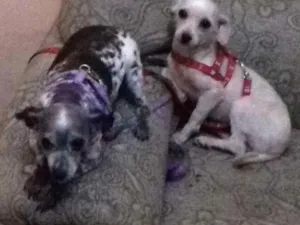 Cachorro raça Pequeno porte idade 6 ou mais anos nome Lorena e Meg