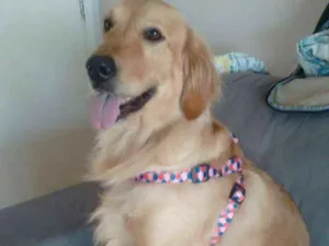 Cachorro raça Golden idade 6 ou mais anos nome Ahsla
