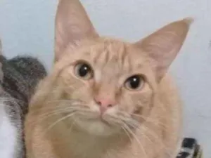 Gato raça Comum idade 1 ano nome Gringo