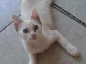Gato raça Vira Lata idade 7 a 11 meses nome Mia