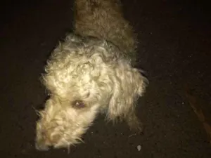Cachorro raça Poodle idade 7 a 11 meses nome Estou chamando de br