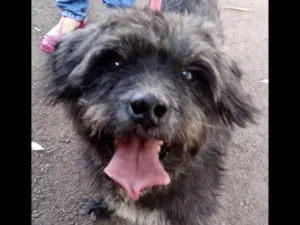 Cachorro raça SRD idade 5 anos nome Floquinho