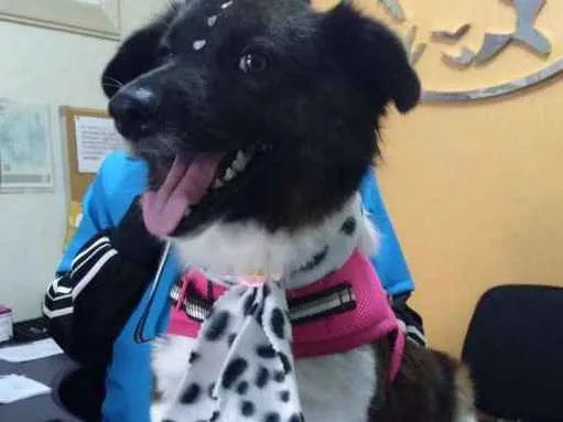 Cachorro ra a  idade 2 anos nome Chiqueinha