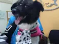 Chiqueinha