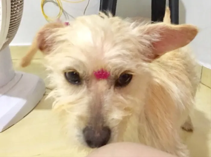 Cachorro ra a Indefinida  idade 2 a 6 meses nome  Não tem nome 