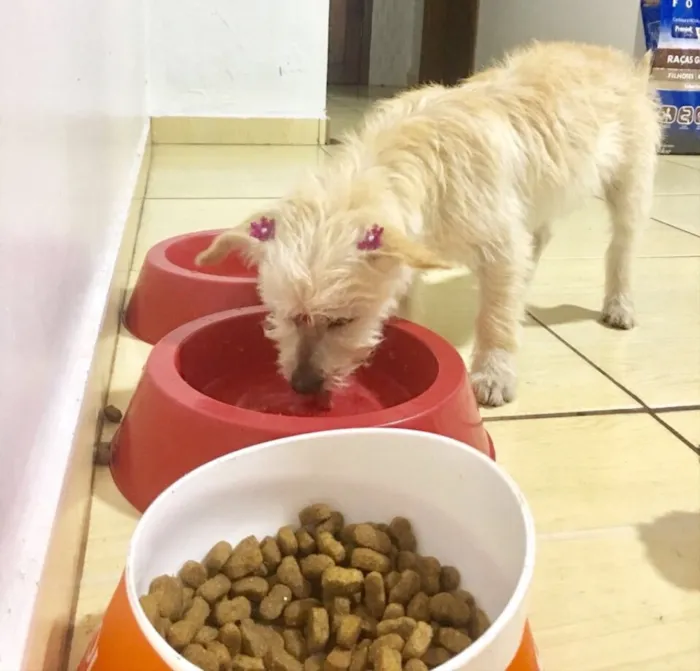 Cachorro ra a Indefinida  idade 2 a 6 meses nome  Não tem nome 