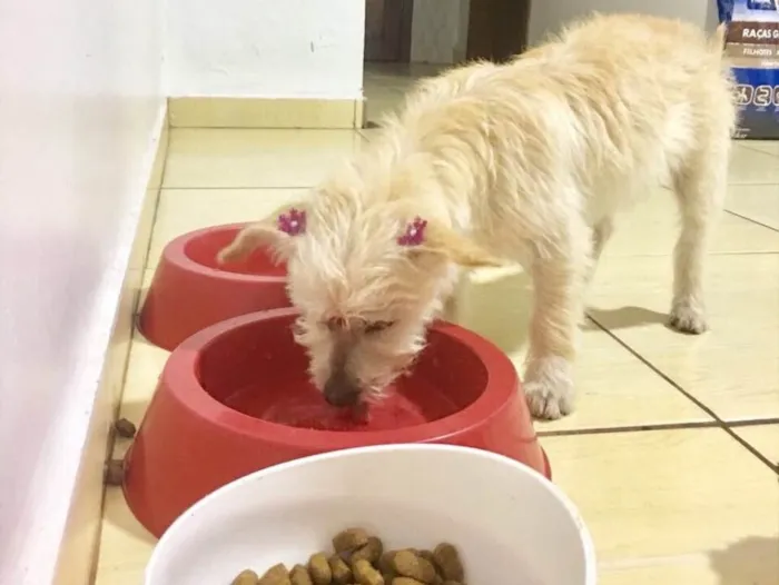 Cachorro ra a Indefinida  idade 2 a 6 meses nome  Não tem nome 