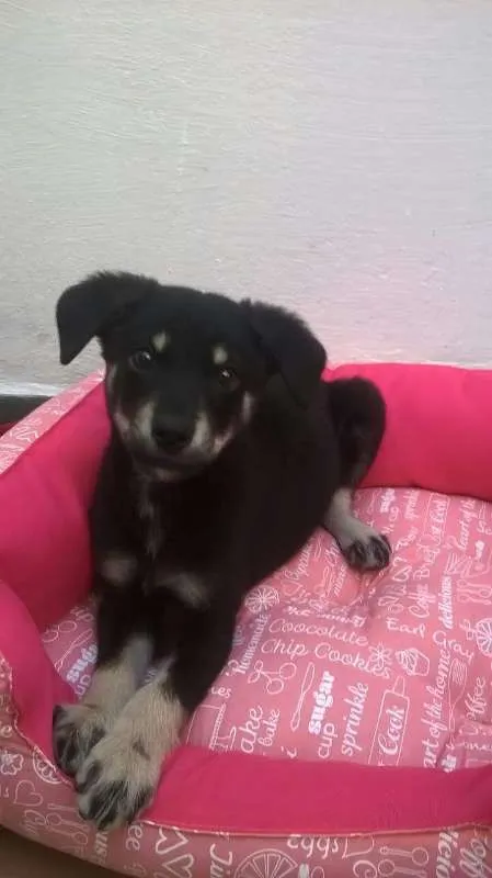 Cachorro ra a SRD idade 2 a 6 meses nome Milli