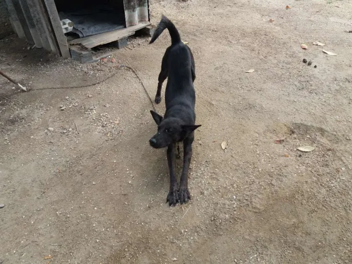 Cachorro ra a vira lata idade Abaixo de 2 meses nome Malhado