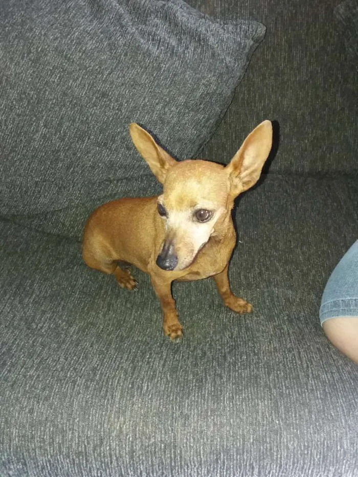 Cachorro ra a Pinscher idade Abaixo de 2 meses nome Mel