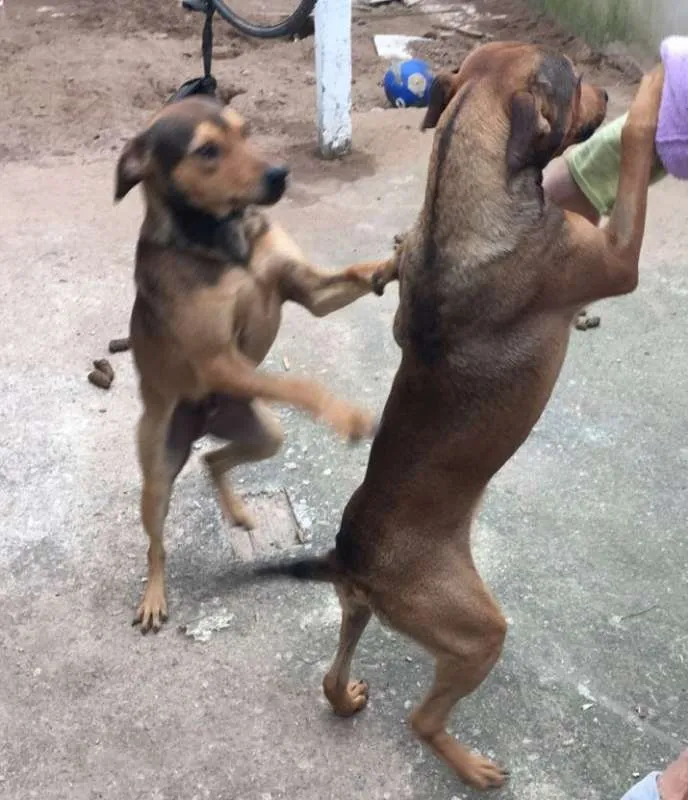 Cachorro ra a não definida idade 7 a 11 meses nome Tiago e Jesus
