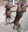 Tiago e Jesus
