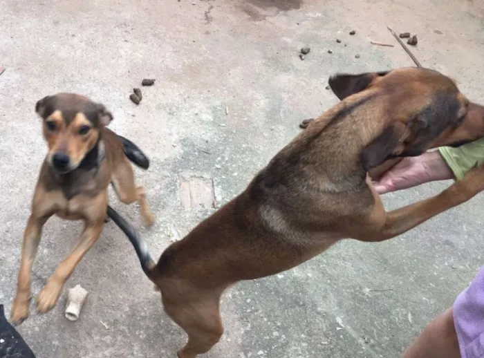 Cachorro ra a não definida idade 7 a 11 meses nome Tiago e Jesus