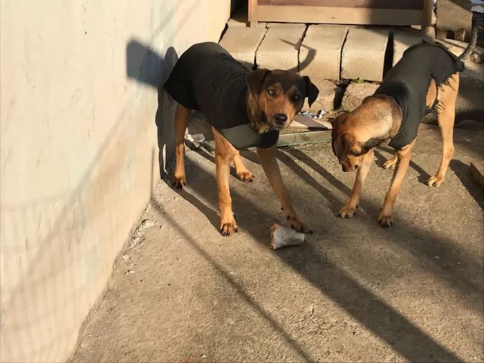 Cachorro ra a não definida idade 7 a 11 meses nome Tiago e Jesus