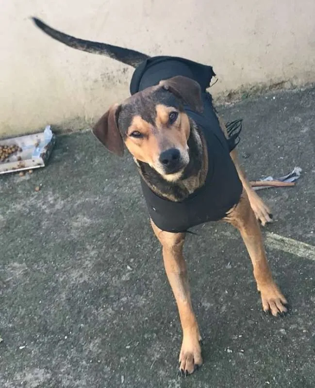 Cachorro ra a não definida idade 7 a 11 meses nome Tiago e Jesus