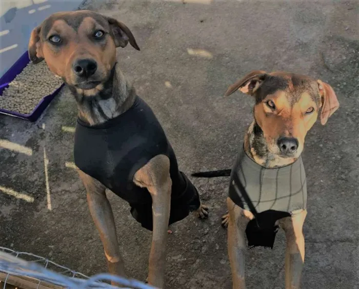 Cachorro ra a não definida idade 7 a 11 meses nome Tiago e Jesus