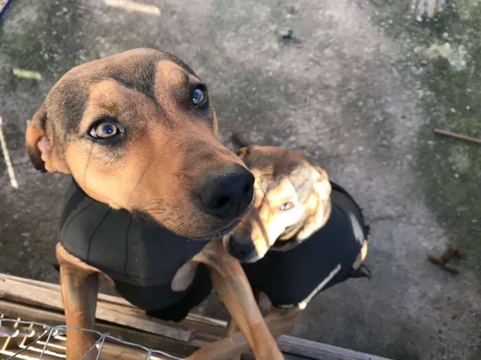 Cachorro ra a não definida idade 7 a 11 meses nome Tiago e Jesus