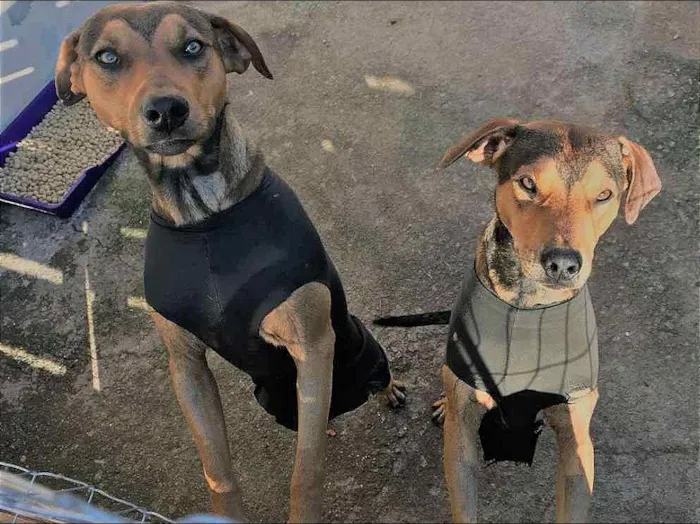 Cachorro ra a não definida idade 7 a 11 meses nome Tiago e Jesus