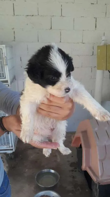 Cachorro ra a SRD idade Abaixo de 2 meses nome FILHOTES