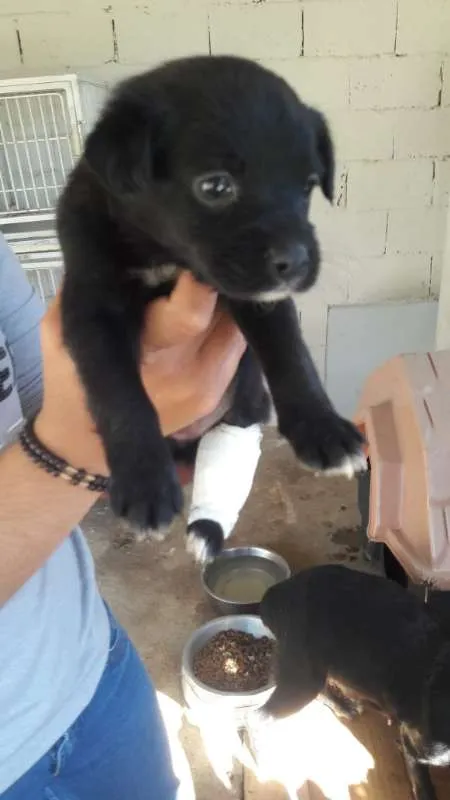 Cachorro ra a SRD idade Abaixo de 2 meses nome FILHOTES