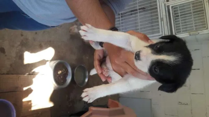 Cachorro ra a SRD idade Abaixo de 2 meses nome FILHOTES