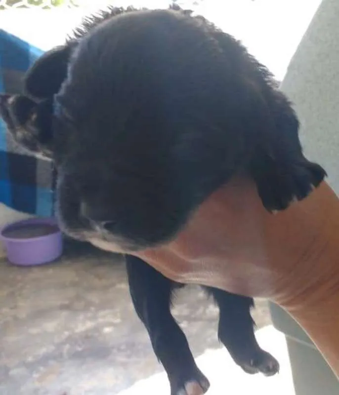 Cachorro ra a SRD idade Abaixo de 2 meses nome FILHOTES
