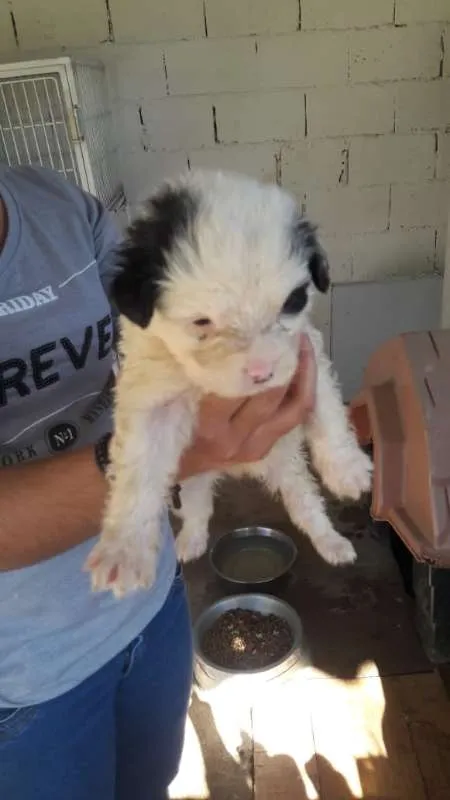 Cachorro ra a SRD idade Abaixo de 2 meses nome FILHOTES