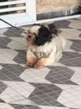 Bruninho 