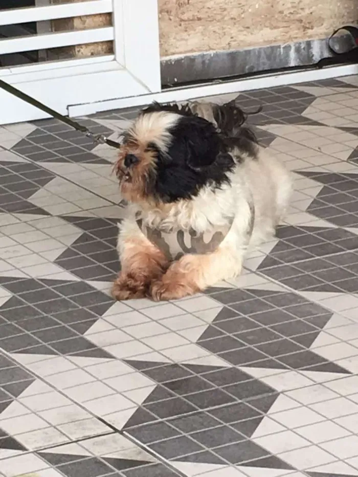 Cachorro ra a Shitzu idade 3 anos nome Bruninho 