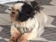 Bruninho 