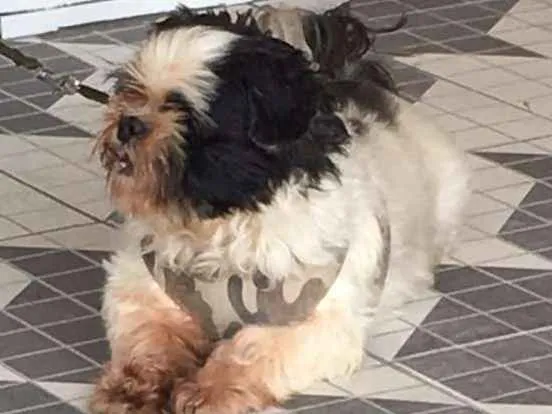 Cachorro ra a Shitzu idade 3 anos nome Bruninho 